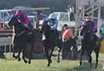 bowra races