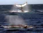 whale watching