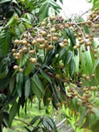 longon