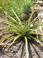 pineapple