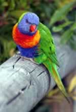 beaky